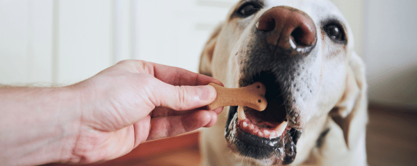 Bones - Kauknochen für Hunde DAILYS