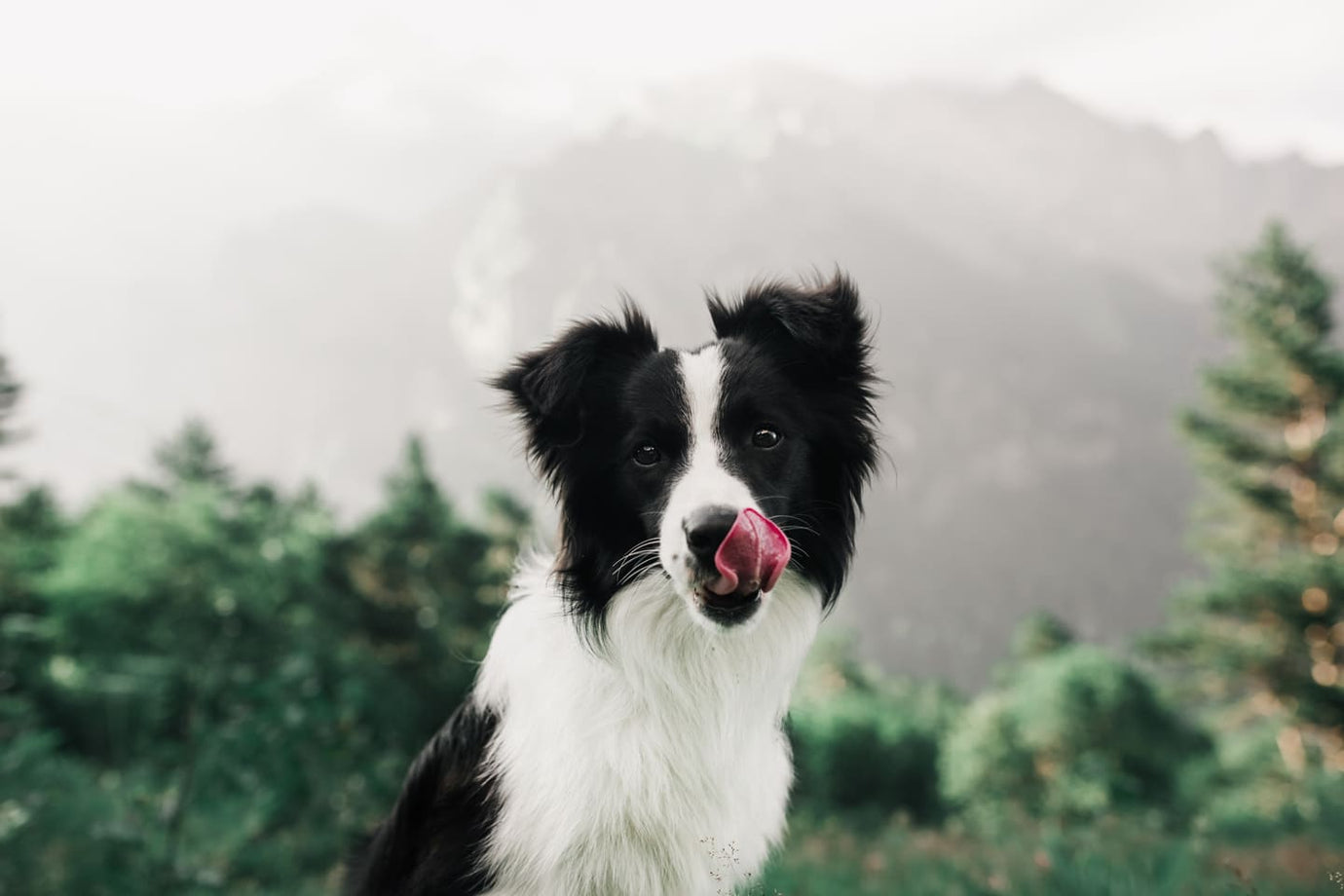 Dürfen Hunde Zimt essen? Alles, was Du wissen musst