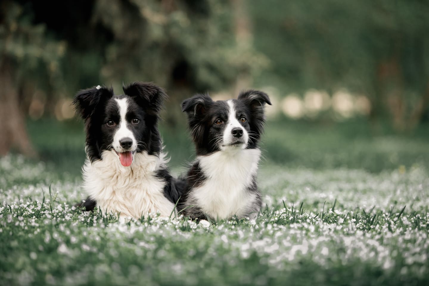 Dürfen Hunde Fenchel essen?