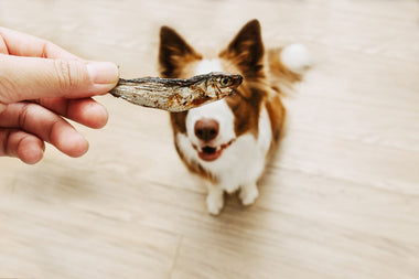 Dürfen Hunde Fisch essen? Alles, was Du wissen musst