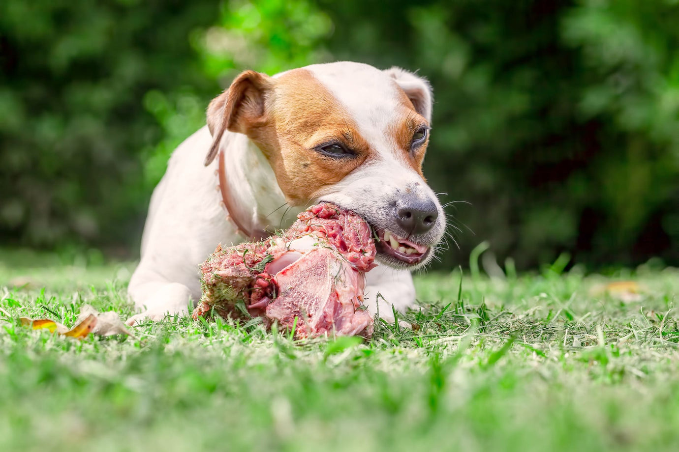 Barfen von kleinen Hunden: So klappt's ganz einfach!