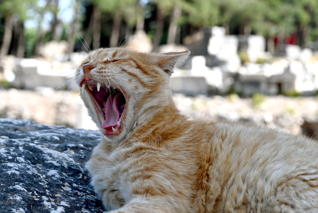 Zahnstein bei Katzen: Ursachen, Symptome, Behandlung und Vorbeugung