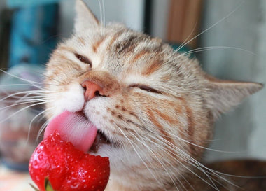 Dürfen Katzen Erdbeeren essen?