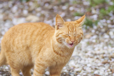 Katze erkältet: Was tun bei einer Erkältung bei Katzen?