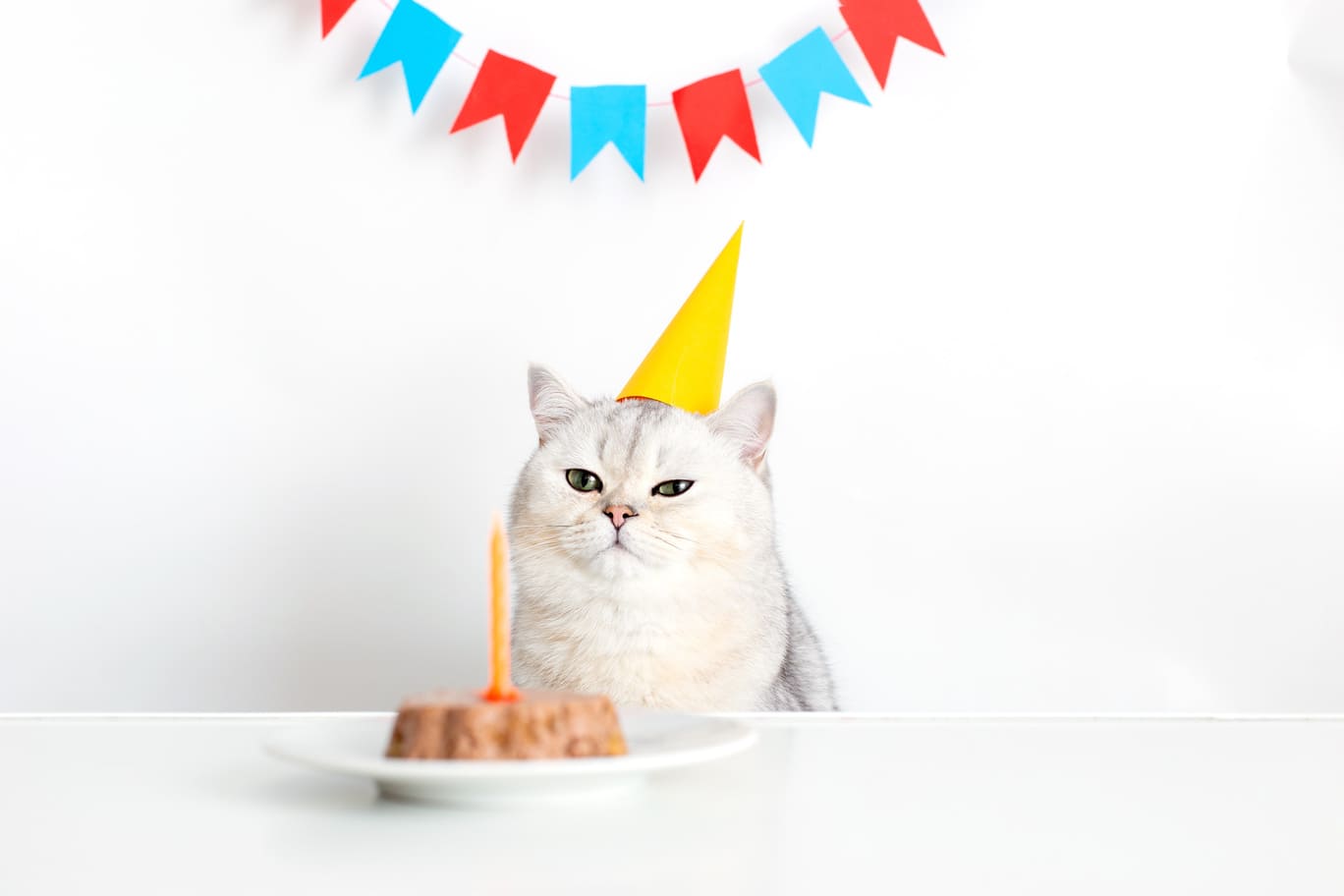 Kuchen für Katzen: Leckere Rezepte für besondere Tage