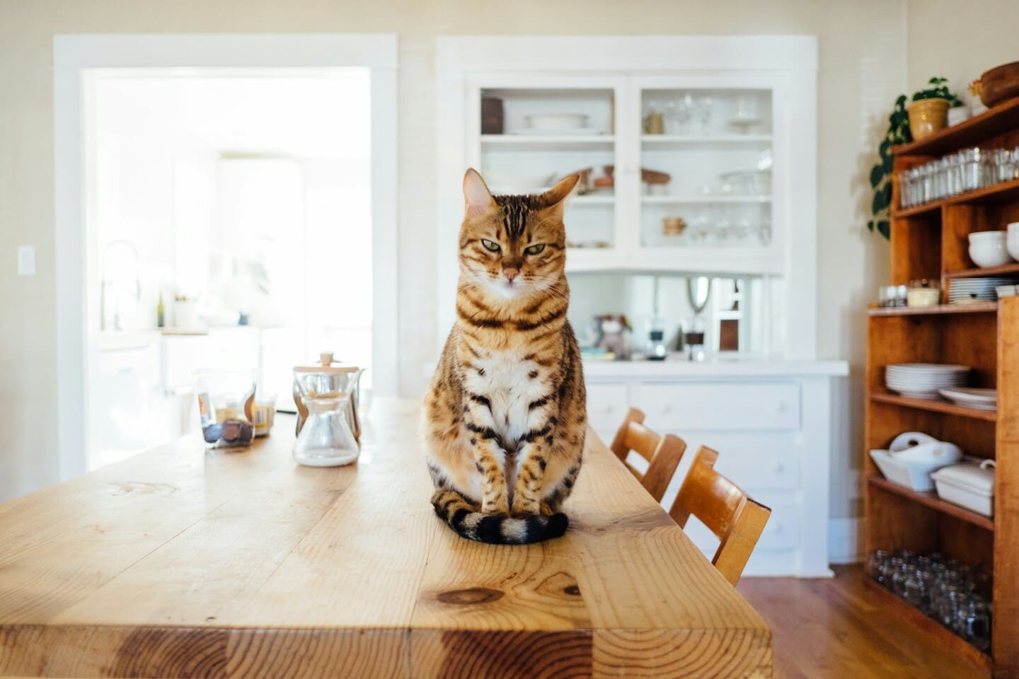 Wie äußert sich eine Allergie bei Katzen? Diagnose und Behandlung