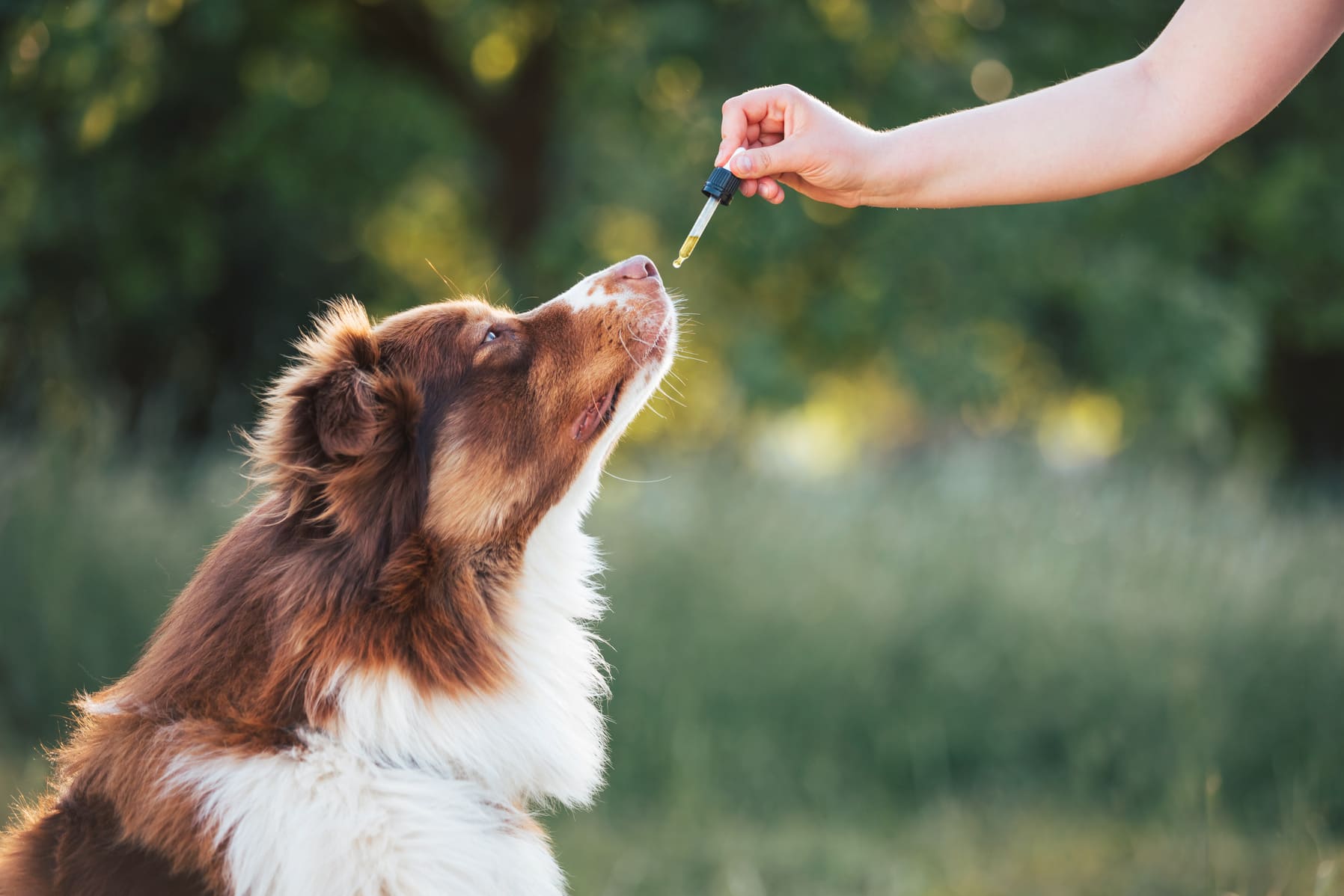 Hund bekommt Leinoel