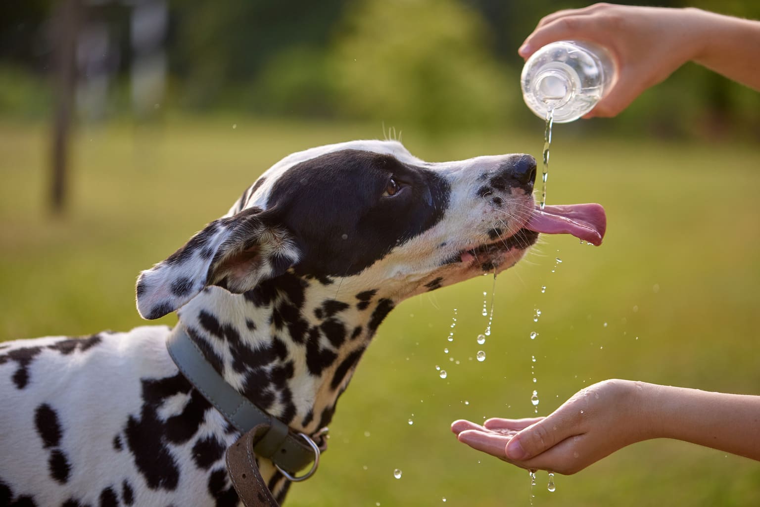 Hund trinkt nicht: Infos und Tipps für eine ausreichende Wasserversorgung