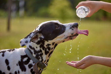 Hund trinkt nicht: Infos und Tipps für eine ausreichende Wasserversorgung