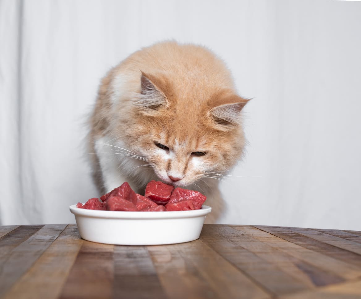 Katzen barfen für Anfänger