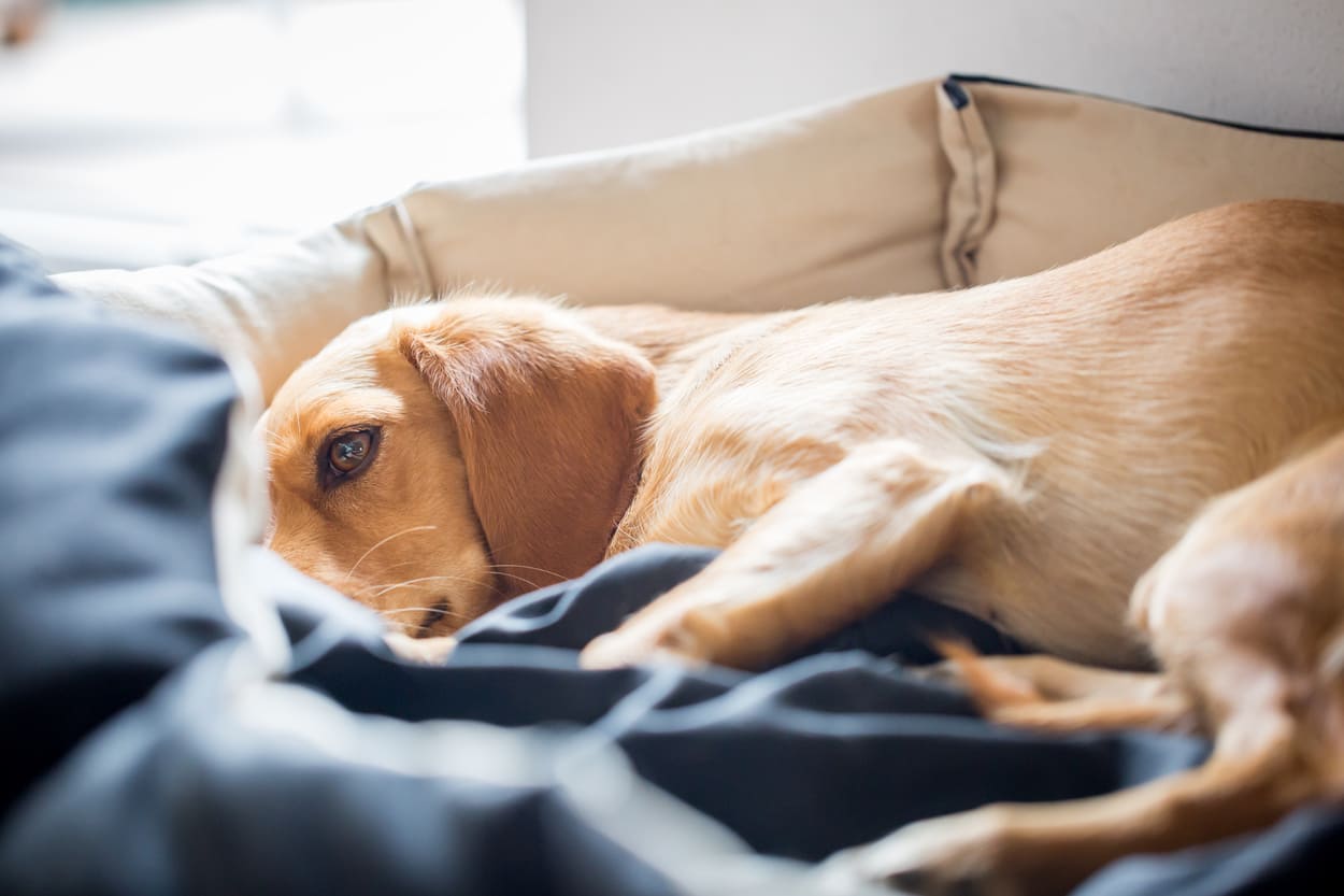 Hund liegt mit Sodbrennen im Bett und guckt traurig