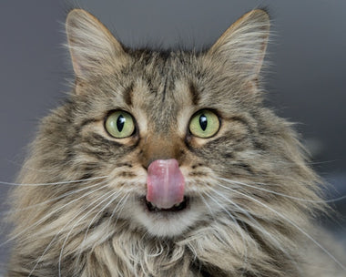 Futter-Preisvergleich für Katzen: BARF, Trockenfutter und Nassfutter